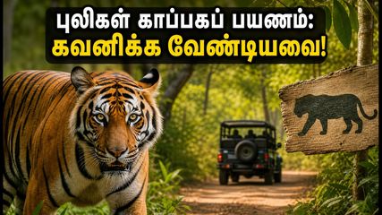 சர்வதேச புலிகள் தினம்: தமிழகத்தின் புலிகள் காப்பகங்களுக்குச் சுற்றுலா செல்லத் திட்டமிடுபவர்கள் கவனத்திற்கு!