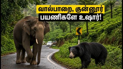 வால்பாறை, குன்னூர் சுற்றுலா செல்கிறீர்களா? வனவிலங்குகள் நடமாட்டம் அதிகம் - இந்த பாதுகாப்பு விதிகளை மறக்காதீர்கள்!