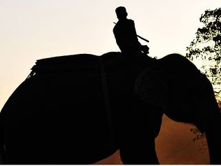 National Park Tours of North East India