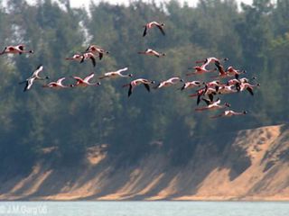  World Sparrow Day 2022: Ideal Bird Watching Destinations of India
