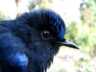  World Wildlife Day 2022: Birds of Arunachal Pradesh