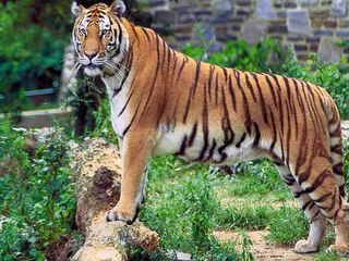 Wildlife Reserves in Tamil Nadu