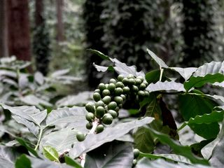 Brewing Times at Araku Valley!