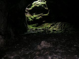 Exploring through the Magnificent Fauna of Chhattisgarh