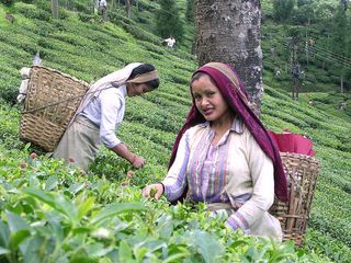 Darjeeling : Of Tea And Toy Train 