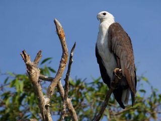 Explore the Wildlife of Odisha – Part 1