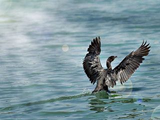 Bangalore: The Forgotten City of Lakes!