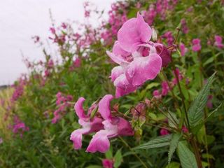Kerala's First Orchid Garden!