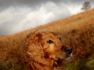 Pet Friendly Hotels in India