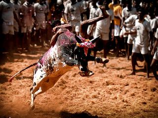 Jallikattu – The Festival of Bull-taming