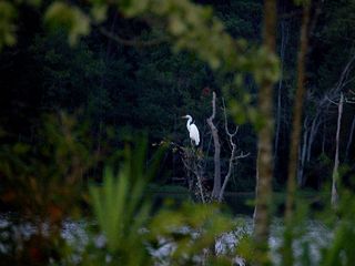 Birdwatching in Mumbai, Of Binoculars and Patience!