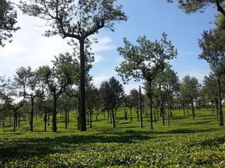 Munnar – A Paradise for Nature Lovers!