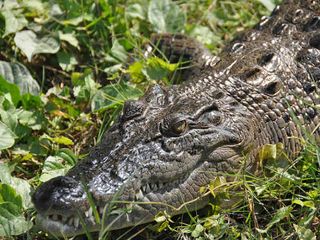  Sundarbans: The Beauty and the Beast