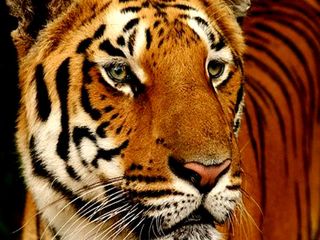 Wildlife Sanctuaries in Karnataka: Part 1