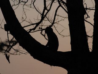 Wildlife week 2021: A Travel Guide to the Jim Corbett National Park