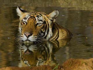 Exploring the Sundarbans