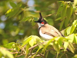 Weekend Getaways : Ranganathittu Bird Sanctuary Near Mysore