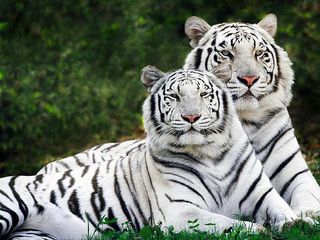 Bandhavgarh, Home of the White Tigers