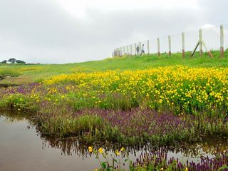A Carpet of Wildflowers - Kaas Plateau, Maharashtra