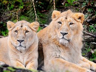 Gir National Park, Home to the Asiatic Lions