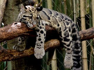 The Hilly Town of Ziro