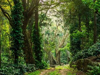  The Jewel of the South - Yercaud