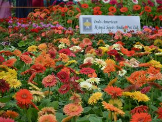 Captivating Flowers At Lal Bagh Flower Show 2014