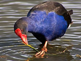 Travel to Jamnagar, The Home to Wildlife