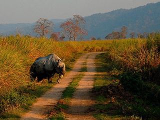 Top 11 Wildlife Travels in India