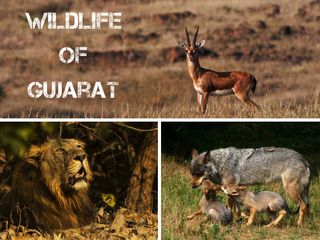 Travel To The Thrilling Wildlife Sanctuaries Of Gujarat