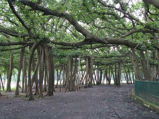 Scenic Tour of Kolkata