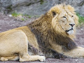 The Maurayan City of Junagadh, Gujarat