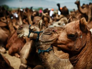 Travel to the city of Lord Brahma, Pushkar in Rajasthan