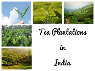 International Tea Day 2022: Travel to the 5 Best Tea Plantation Destinations in India