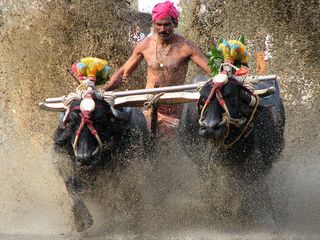 10 Facts About the Kambala Buffalo Race