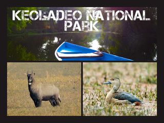 Bird Watching and Nature Trails in Keoladeo National Park