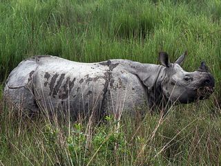 Travel to the 7 National Parks in Assam