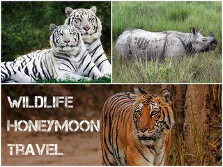 5 Wildlife Honeymoon Getaways in India