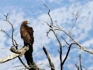 Travel to the Top 5 Bird Sanctuaries in India