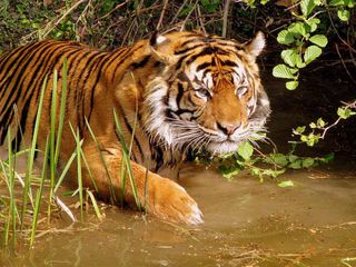 Madhya Pradesh Tourism – The Wildlife Town of Hoshangabad