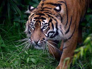 Andaman and Nicobar Islands – National Parks