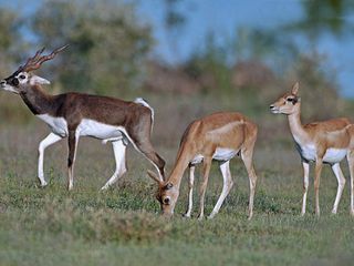 Rajasthan Tourism – The Jain Town of Ladnun