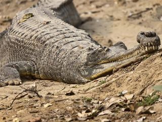 Madhya Pradesh Tourism – The Wildlife Town of Panna