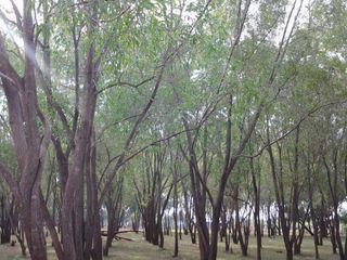 Hesaraghatta Grasslands – A Weekend Getaway near Bangalore