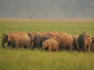 Famous Wildlife Sanctuaries in North India