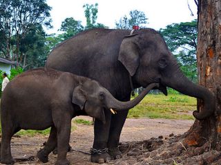 Dubare Elephant Camp in Coorg 