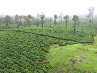 Nelliyampathy : An Untouched Haven in Kerala