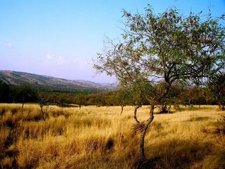 A Trip to Ranthambore National Park in Rajasthan
