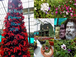 Lal Bagh Flower Show 2016: Colours & Flowers 