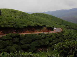 A Scenic Road Trip From Bangalore to Munnar